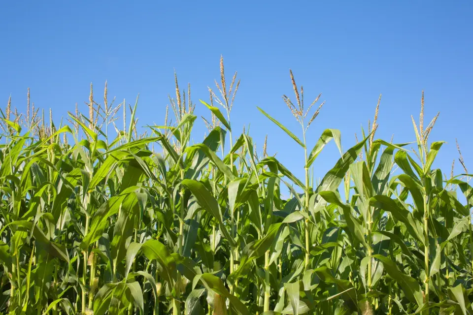 Pěstování konopí 