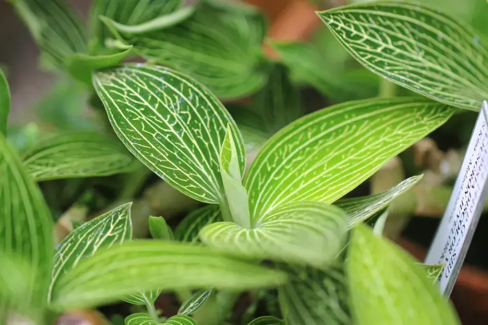 Ludisie (Ludisia discolor)