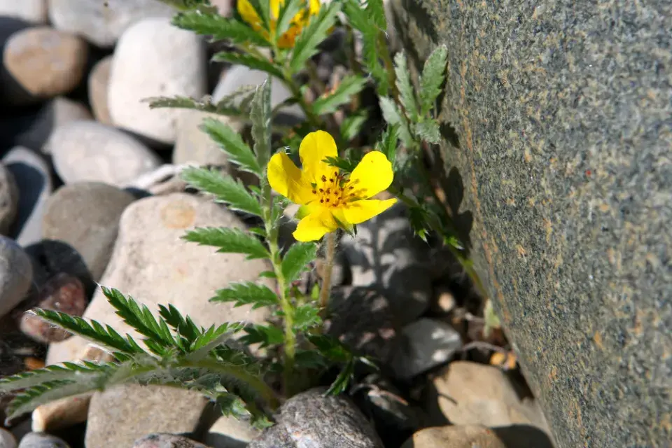 mochna husí (Potentilla anserina)