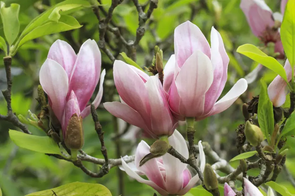 Magnolie Soulangeova