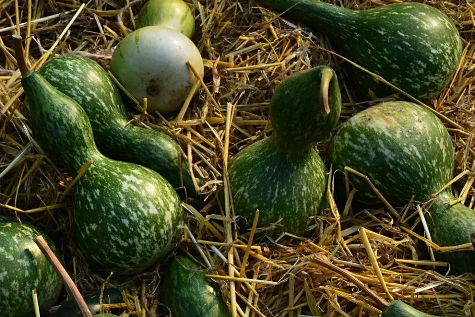 Kalabasa čili indická okurka jako univerzální zelenina