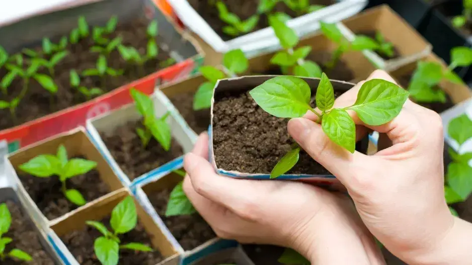 Předpěstování sadby