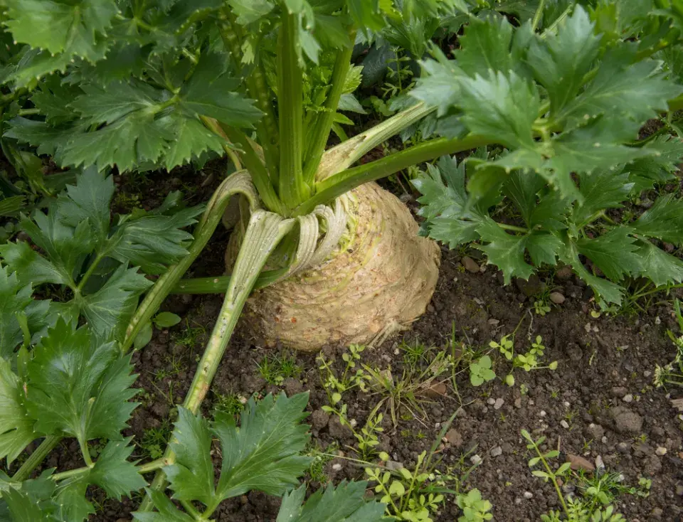 Leden je vhodný pro výsev celeru, bulvového i řapíkatého