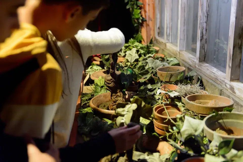 Rostliny z Harryho Pottera