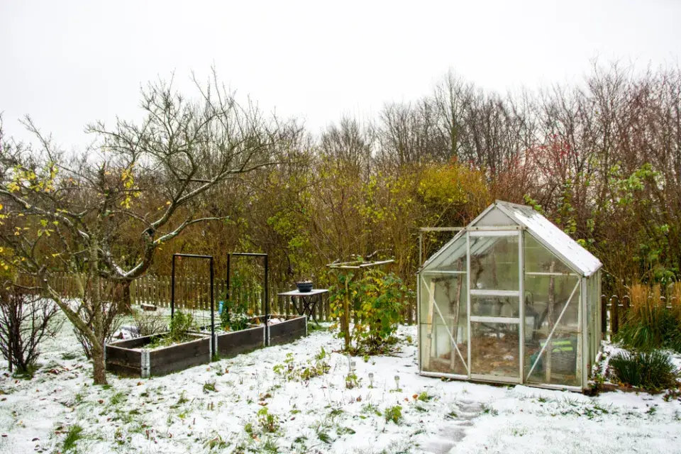 Zimní zavlažování rostlin pomůže k jejich přežití