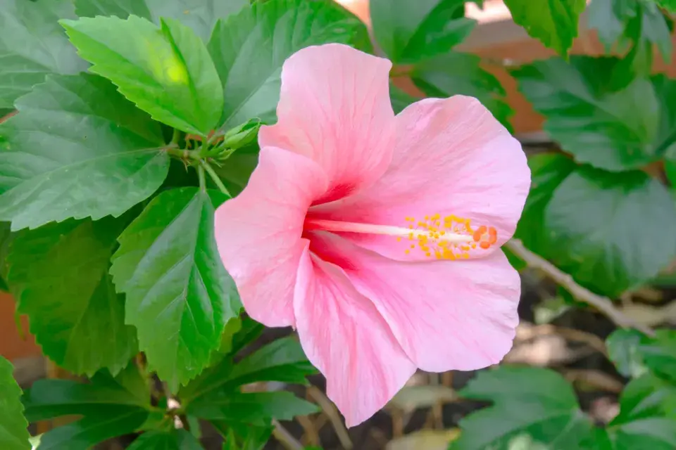 Péče o pokojové ibišky nekončí ani v zimě