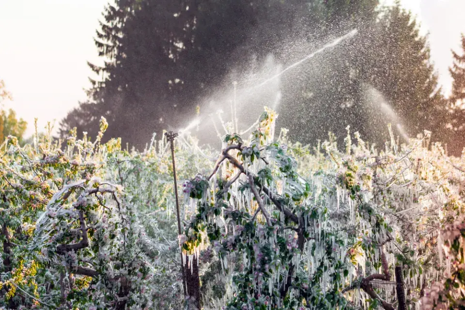 Zadešťování rostlin