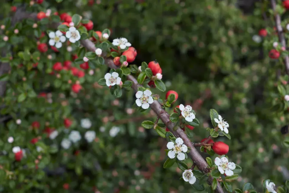 Skalník drobnolistý (Cotoneaster microphyllus)