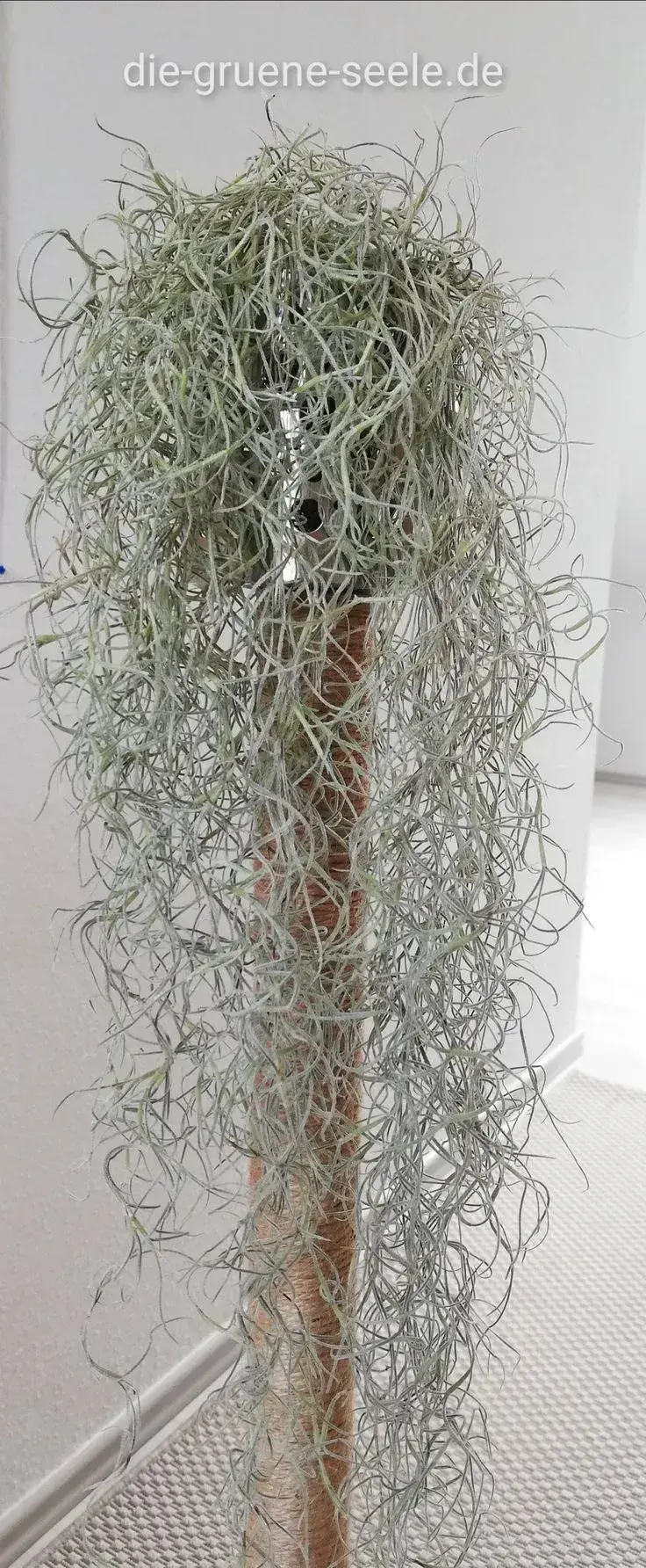 Tillandsia 