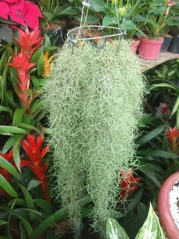 Tillandsia 