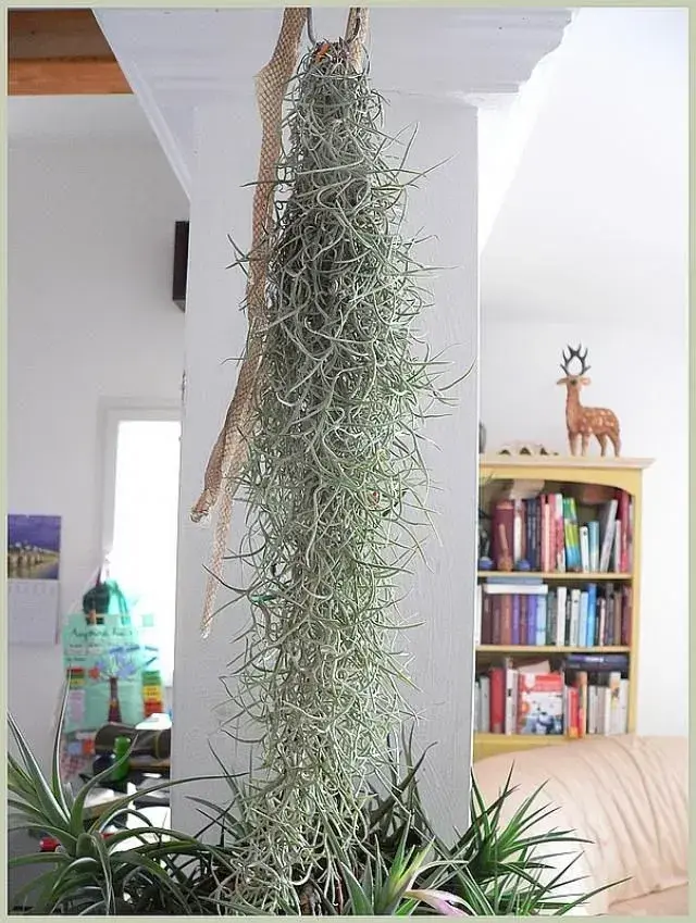 Tillandsia 