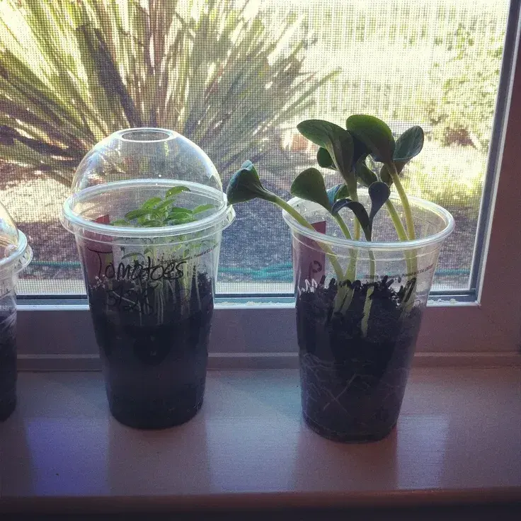 Nádoby na předpěstování