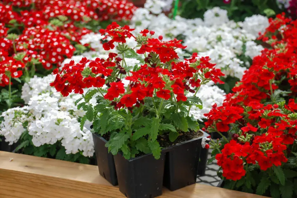 Verbena (Verbena hybrida)