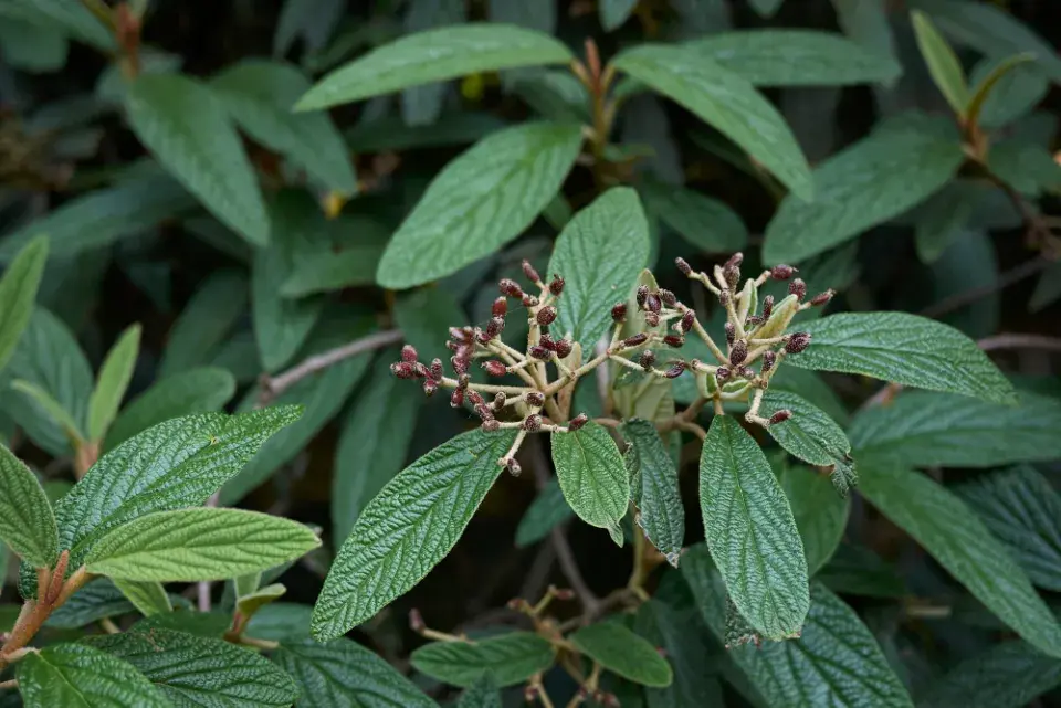 stálezelené kaliny