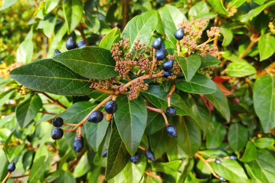 stálezelené kaliny