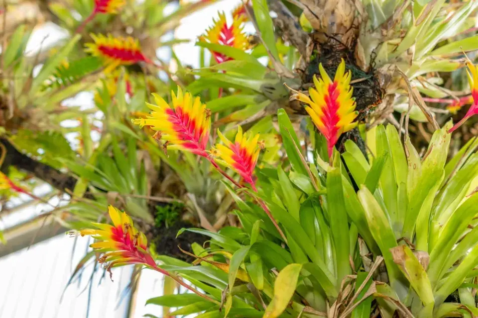 vrísea nebo i vrízea (Vriesea) 