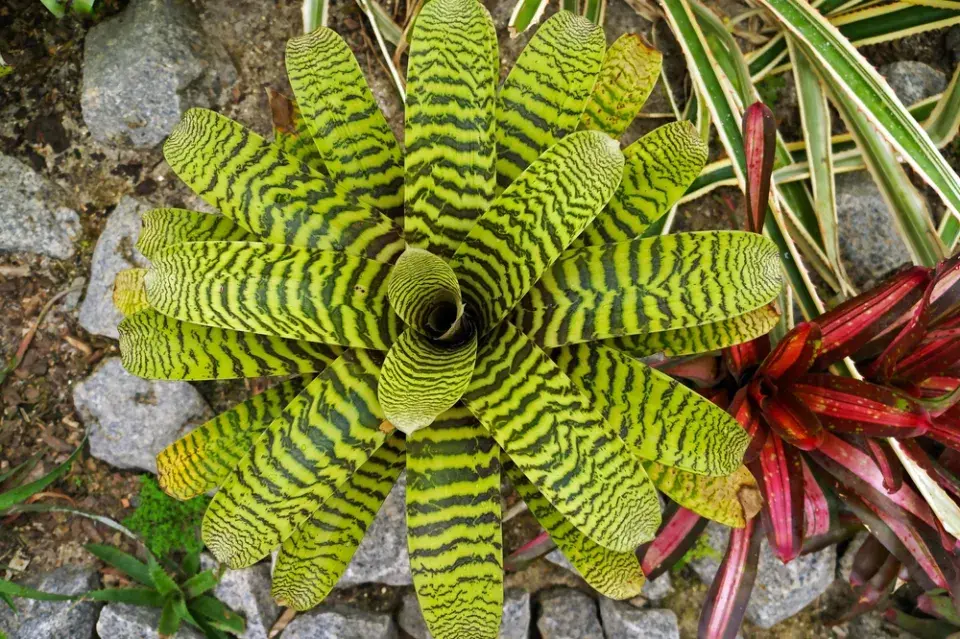 vrísea nebo i vrízea (Vriesea) 