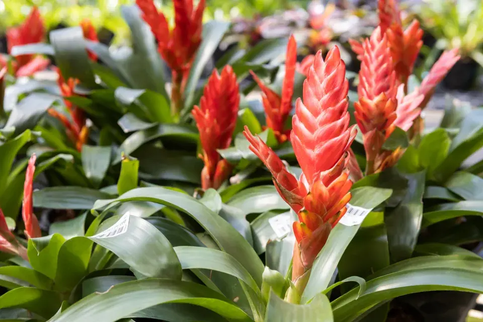 vrísea nebo i vrízea (Vriesea) 