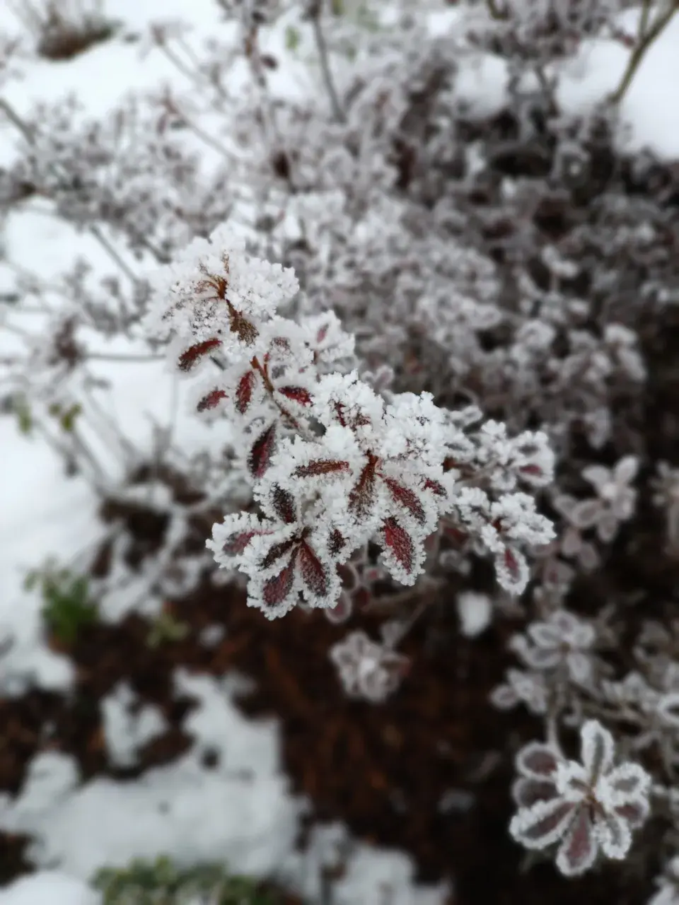 Zmrzlý keř 