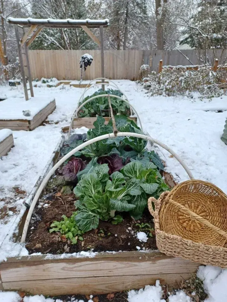 Celoroční odrůdy zeleniny