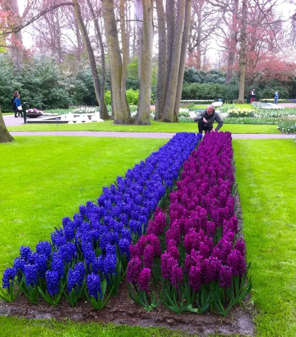 Netradiční sázení cibulovin a cibulové mísy promění vaši zahradu v malý ráj