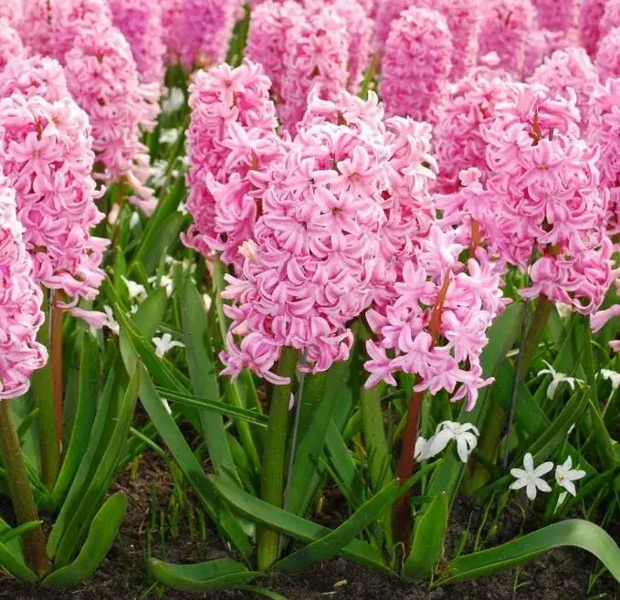 Jarní balkonovky nejsou jen krátkodobou ozdobou, některé druhy plynule navážou na letní výsadbu