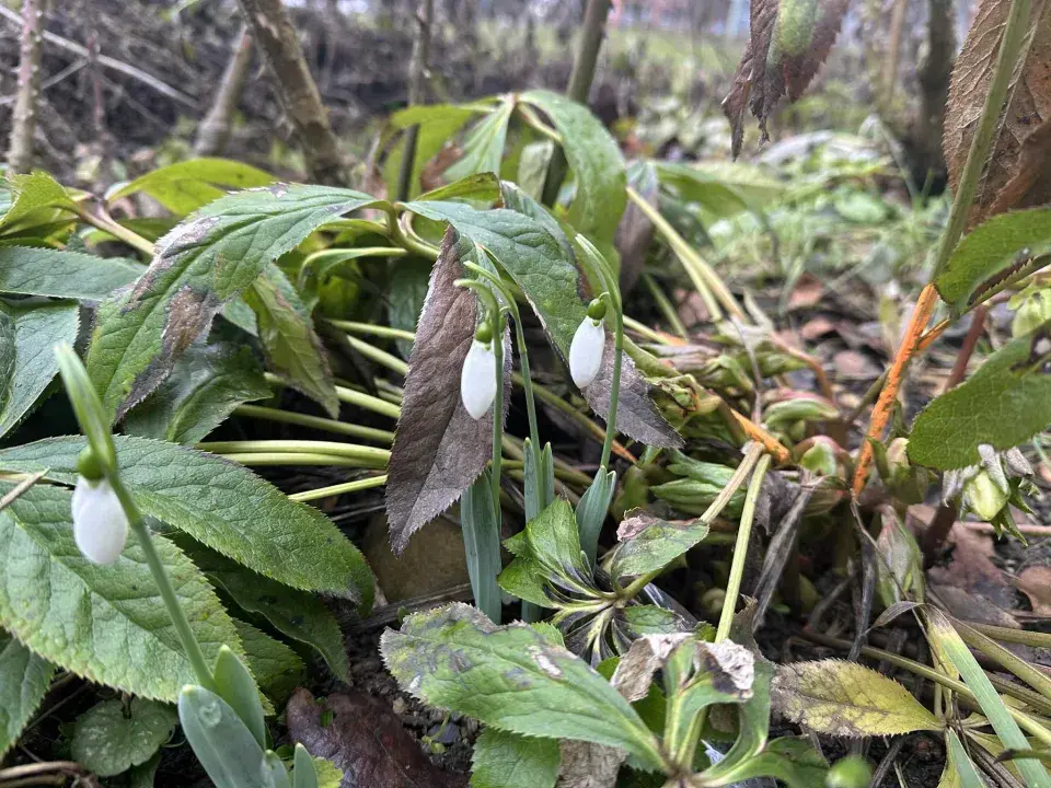 Sněženka podsněžník (Galanthus nivalis)