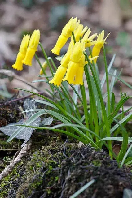 Jarní balkonovky nejsou jen krátkodobou ozdobou, některé druhy plynule navážou na letní výsadbu