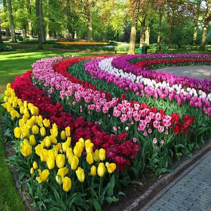 Netradiční sázení cibulovin a cibulové mísy promění vaši zahradu v malý ráj