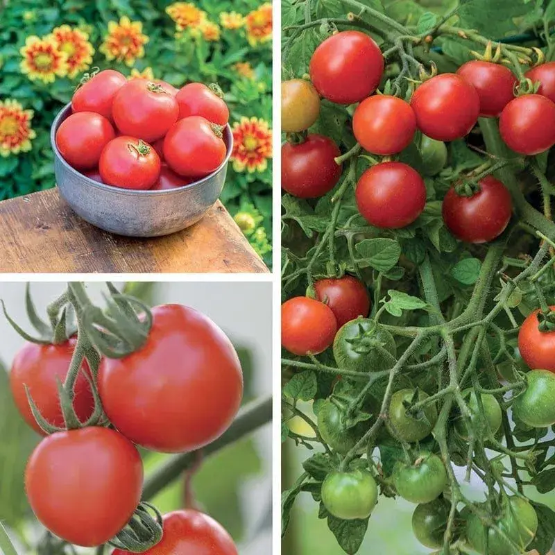 Rajčata odolná proti plísním 