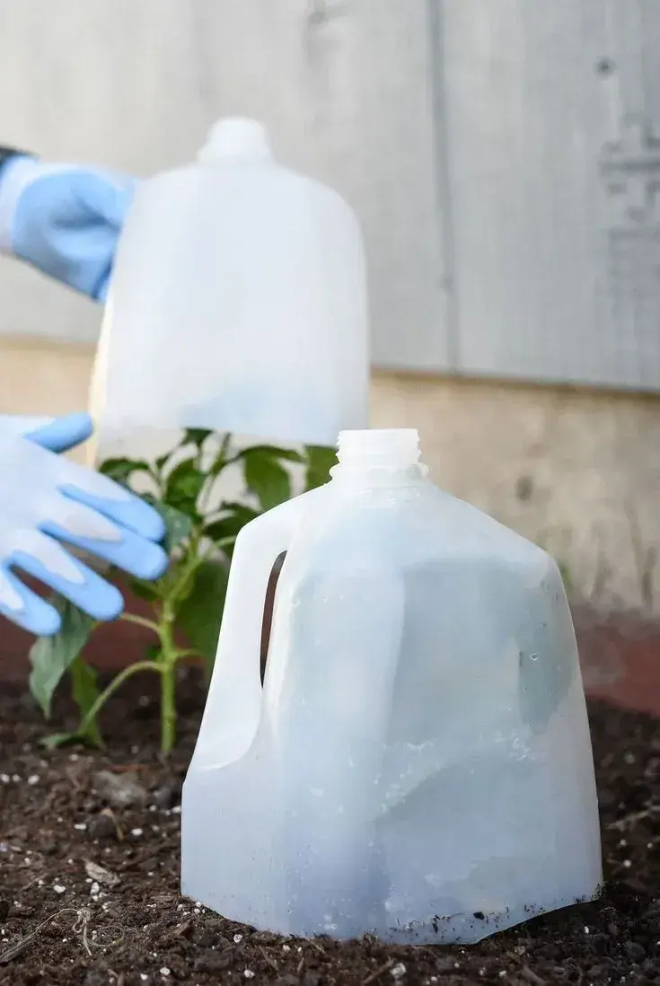 Ochrana rostlin před mrazem