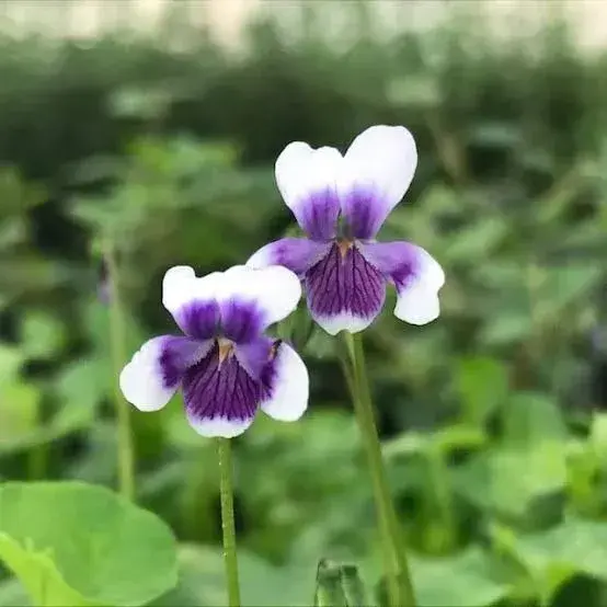 Jarní balkonovky nejsou jen krátkodobou ozdobou, některé druhy plynule navážou na letní výsadbu