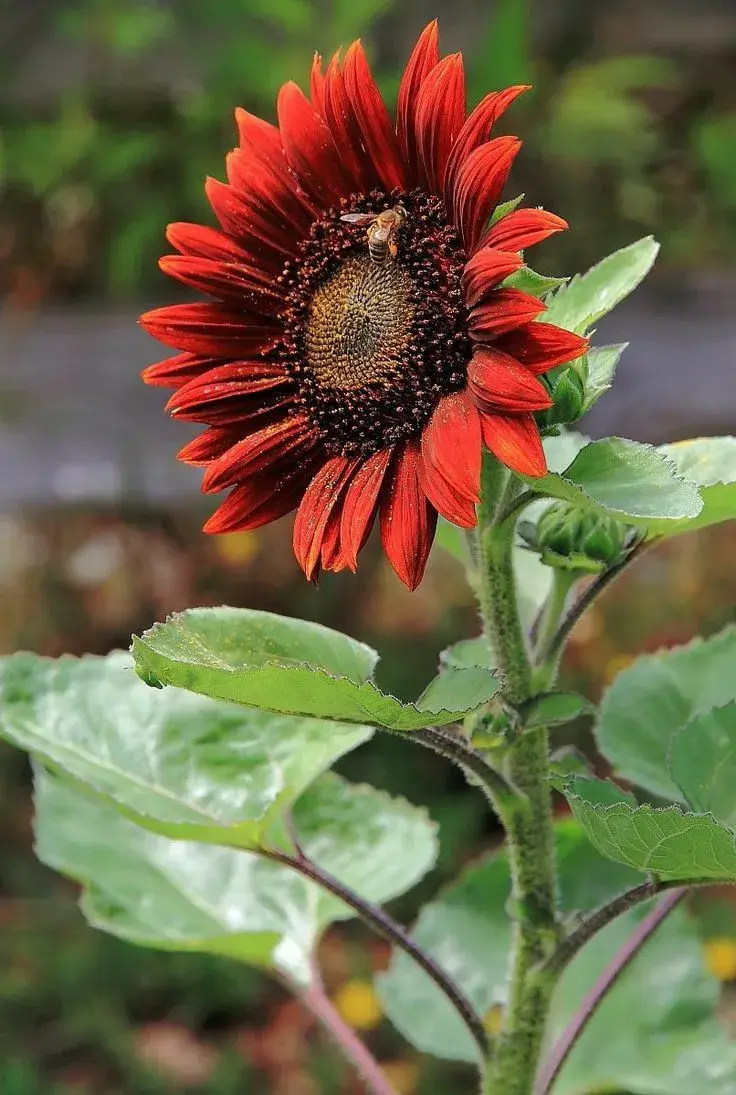 Červená slunečnice