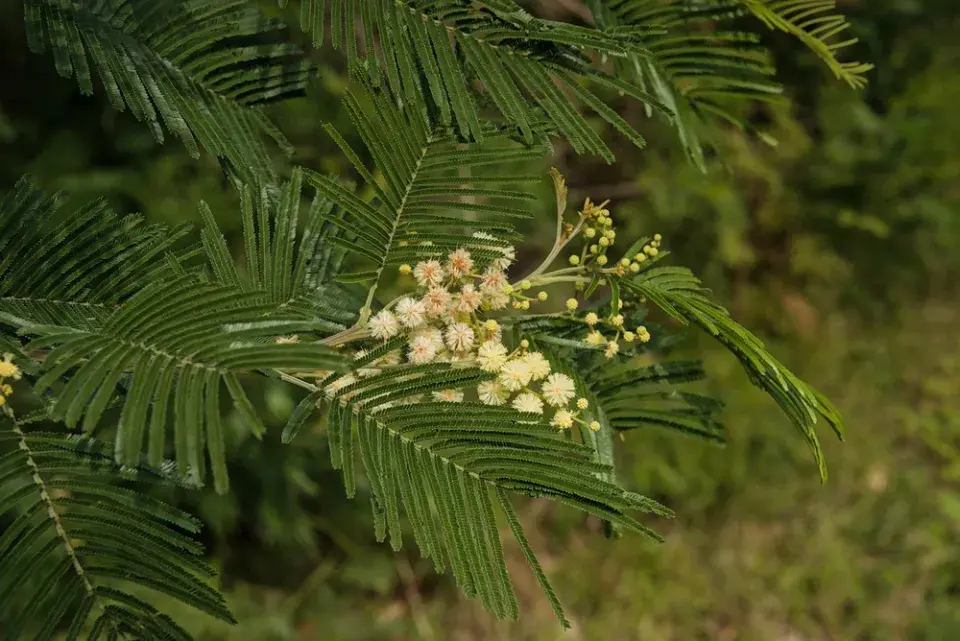 nejkrásnější stromy světa