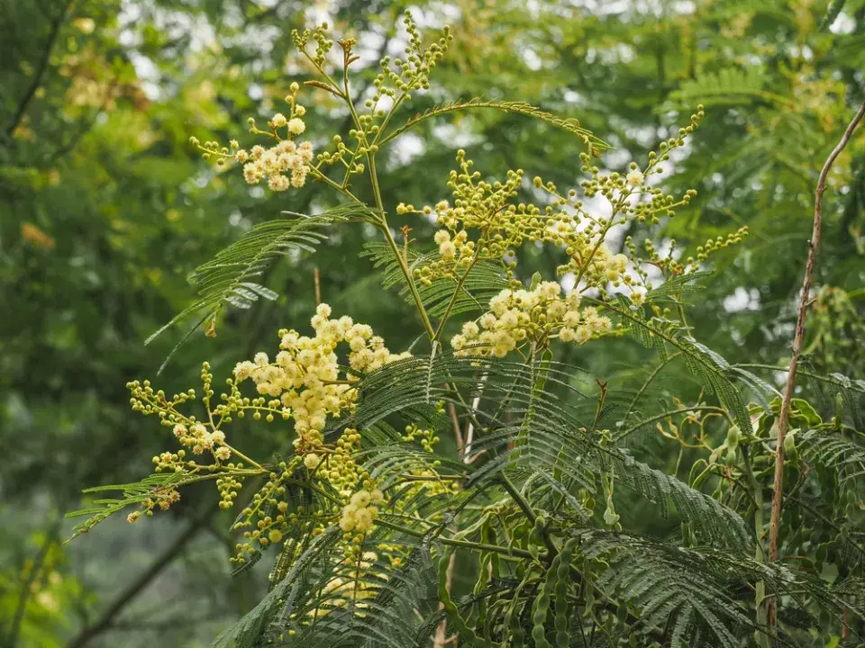 nejkrásnější stromy světa