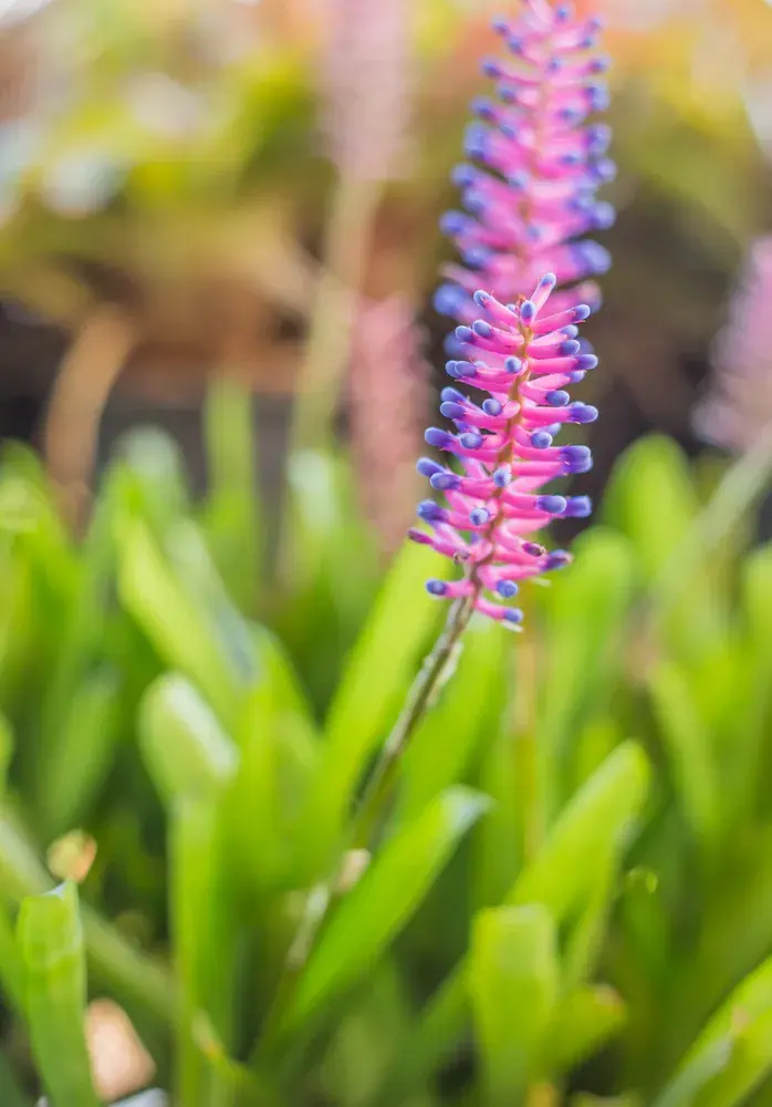 Pokojová bromélie echmea (Aechmea) 