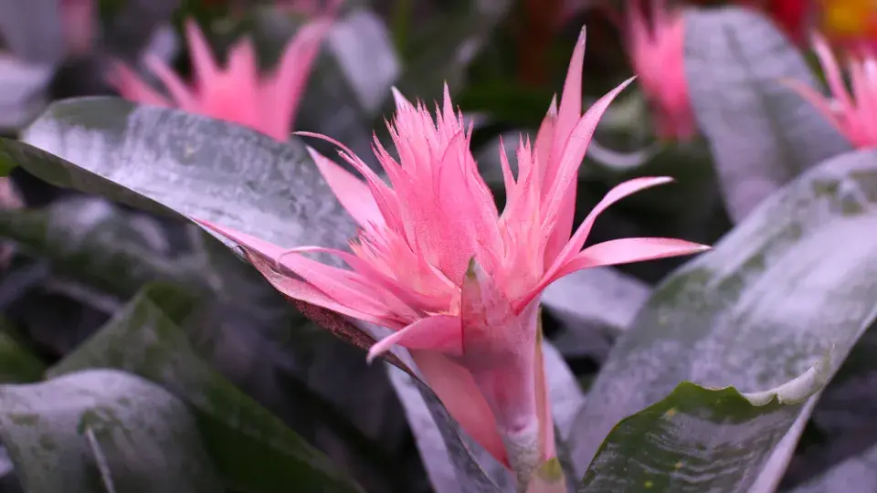 Pokojová bromélie echmea (Aechmea) 