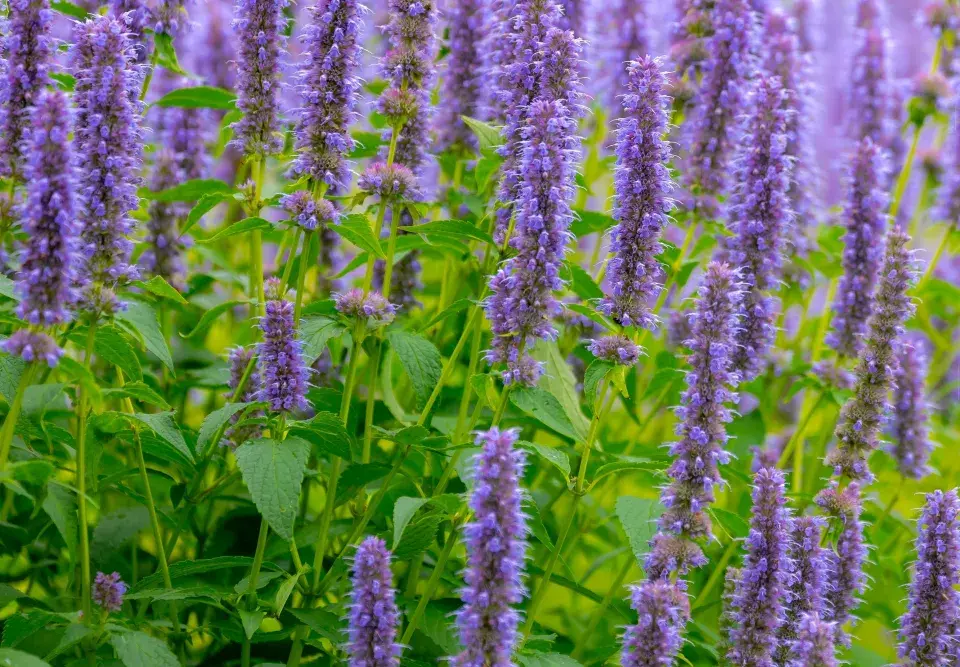 Dlouho kvetoucí trvalky 