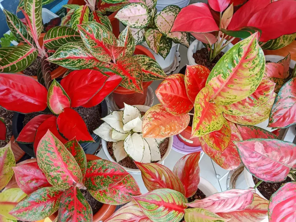 pokojovky s barevnými listy