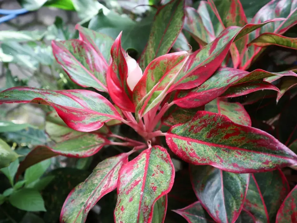 pokojovky s barevnými listy