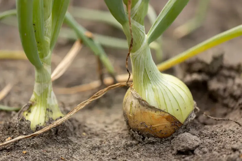 Co zasadit k jahodám