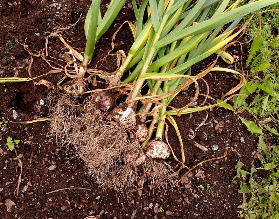 Co zasadit k jahodám