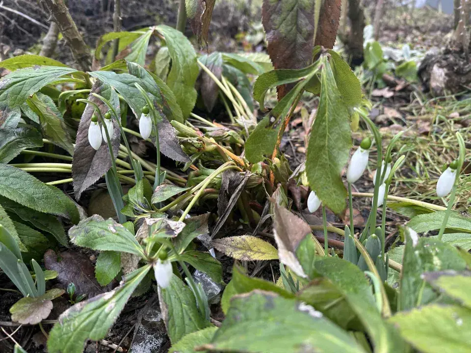 Sněženka podsněžník (Galanthus nivalis)