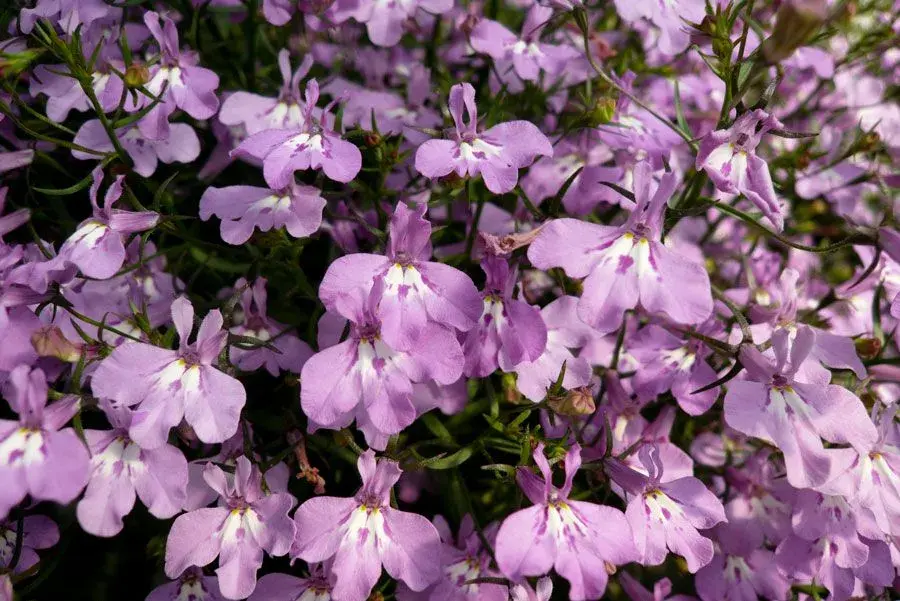  Jarní balkonovky nejsou jen krátkodobou ozdobou, některé druhy plynule navážou na letní výsadbu