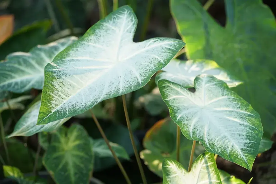 Kaládium neboli užovník (Caladium bicolor) 