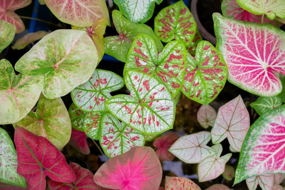 Kaládium neboli užovník (Caladium bicolor) 