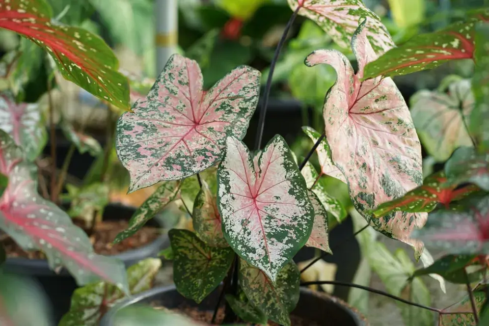Kaládium neboli užovník (Caladium bicolor) 