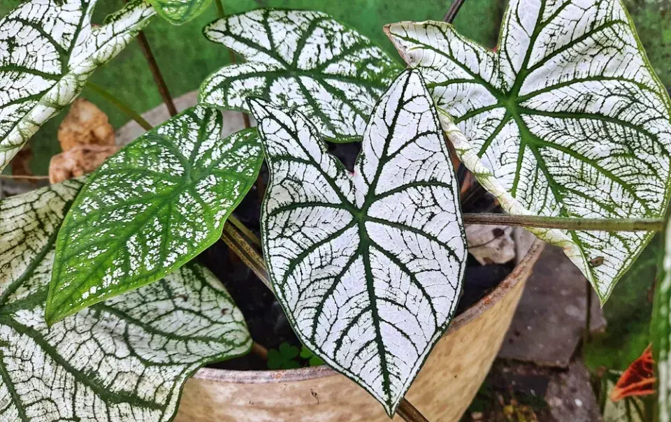 Kaládium neboli užovník (Caladium bicolor) 
