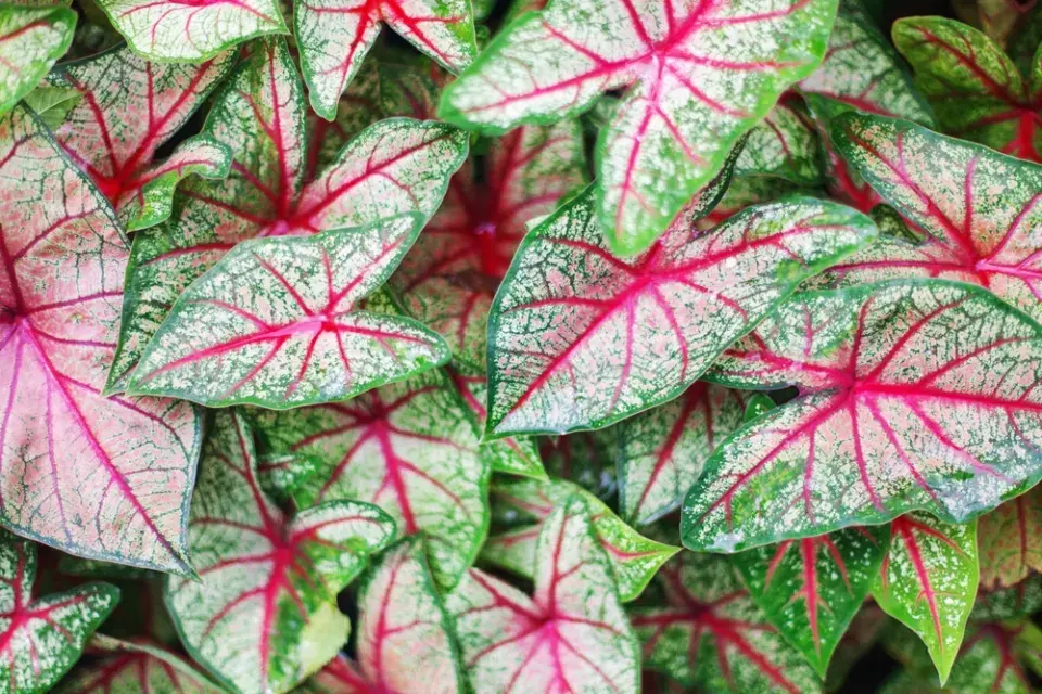 Kaládium neboli užovník (Caladium bicolor) 