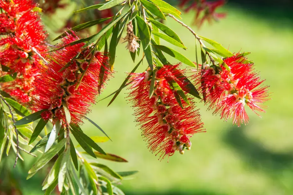 nejkrásnější stromy světa